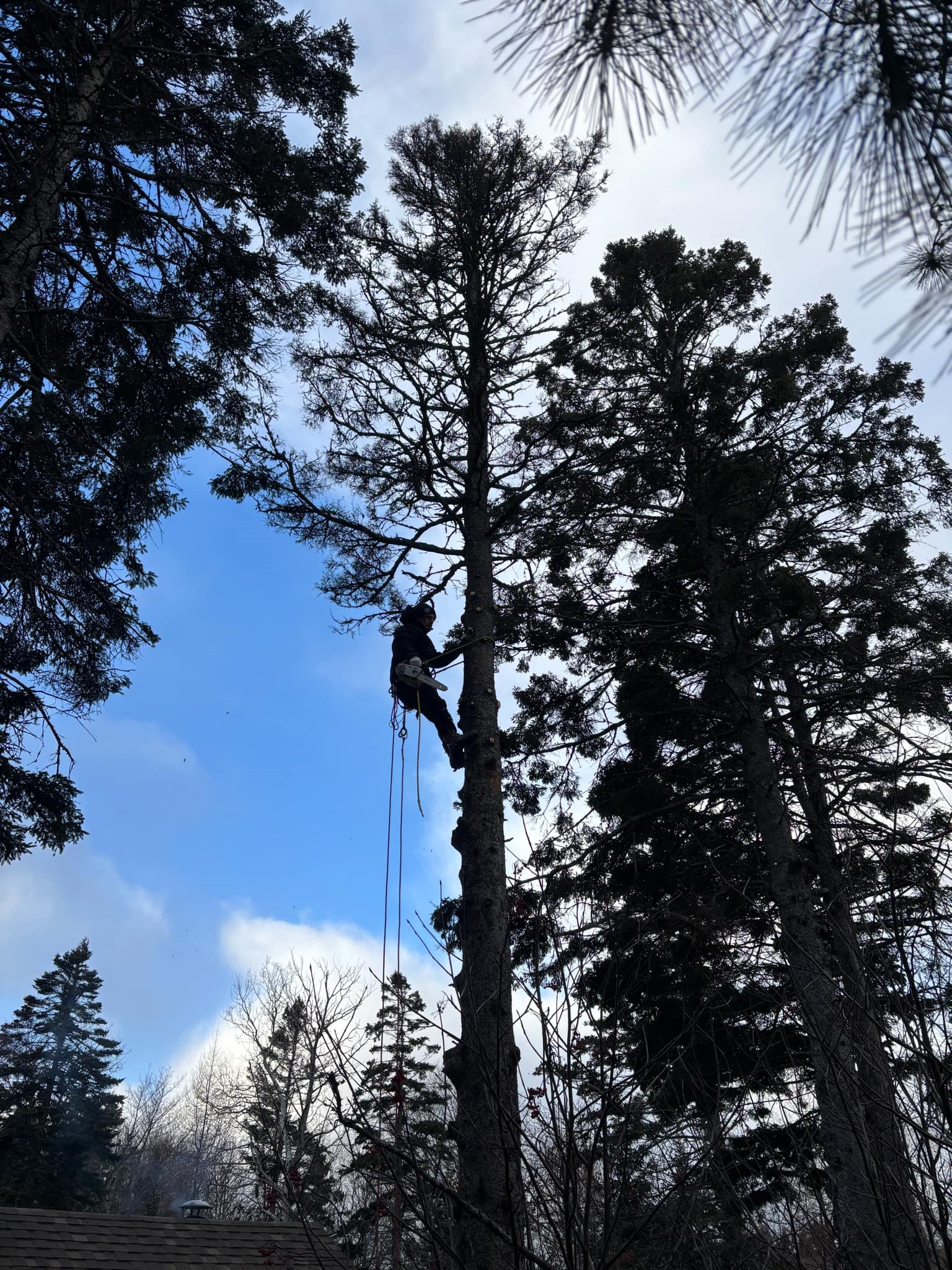 matane élagage arbre abattage 