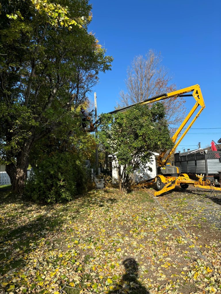 matane élagage arbre émondage bas st-laurent